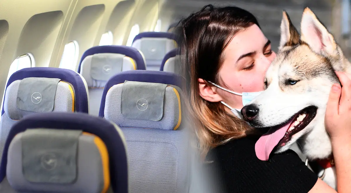 Viajar en avión: ¿Qué aerolíneas te permiten viajar con mascotas en la cabina del avión? | viajes exterior | viajar en Perú | viajar con perros guía | requisitos para viajar