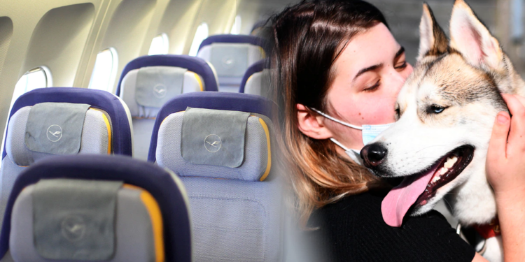 Viajar en avión: ¿Qué aerolíneas te permiten viajar con mascotas en la cabina del avión? | viajes al exterior | viajar en Perú | viajar con perros guía | requisitos para viajar en avion | Mundo