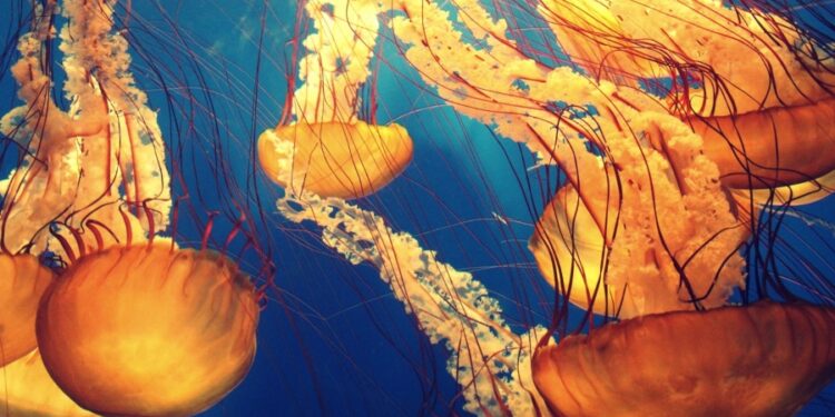 los elegidos de National Geographic