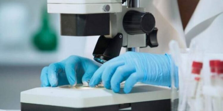 ¡Lo que faltaba! Investigan posible contagio de Covid-19 de hámsters a humanos