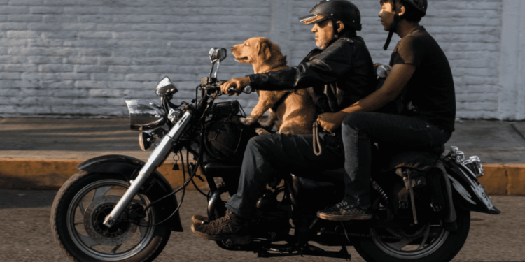 Ahora podrás hacer viajes de Uber en moto en Culiacán