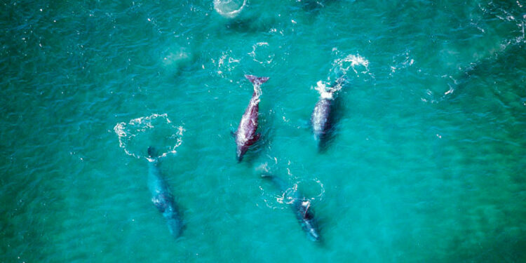 ballenas