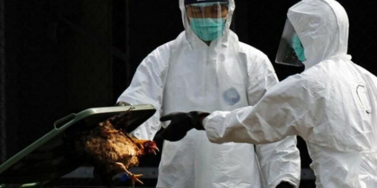 Brote de gripe aviar en abastecedora de Tyson Foods