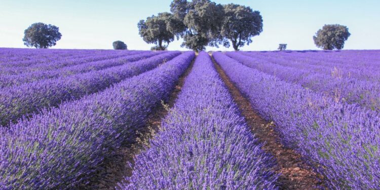 El Pantone de 2022, un color que inspira viajes