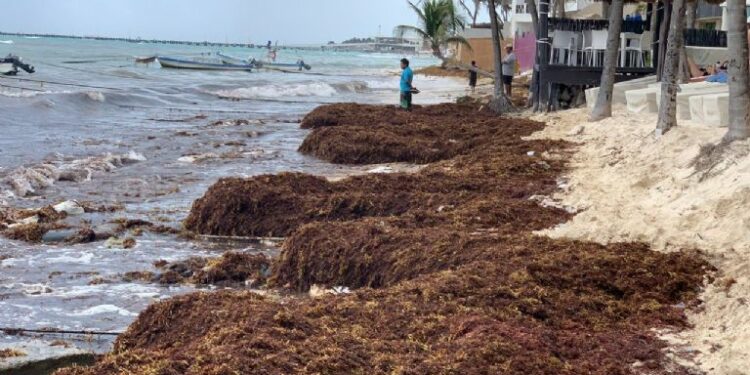 Empresarios de Playa del Carmen temen que sargazo cause bajo turismo