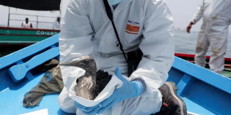 En una isla protegida de Perú, las aves siguen muriendo un mes después de un derrame de petróleo