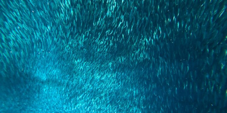 Sardinas
