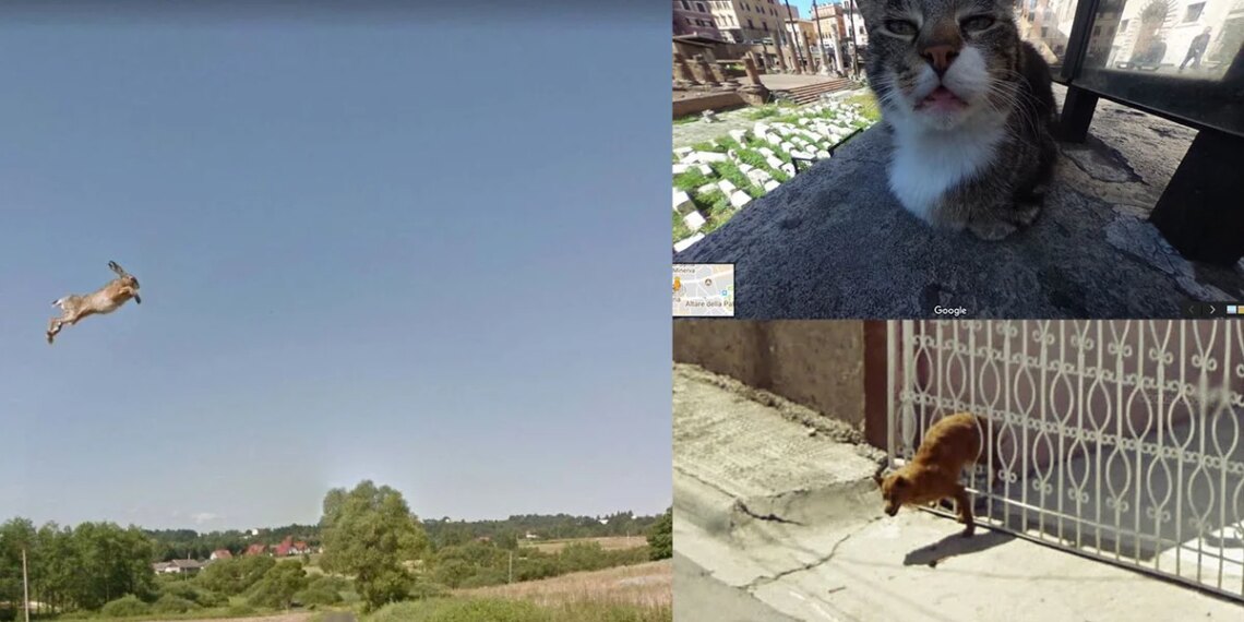 Las mejores fotos de animales graciosos en Google Street View