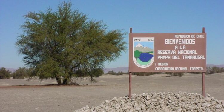 Los esfuerzos en Iquique por reactivar el turismo bajo el escenario de Ómicron