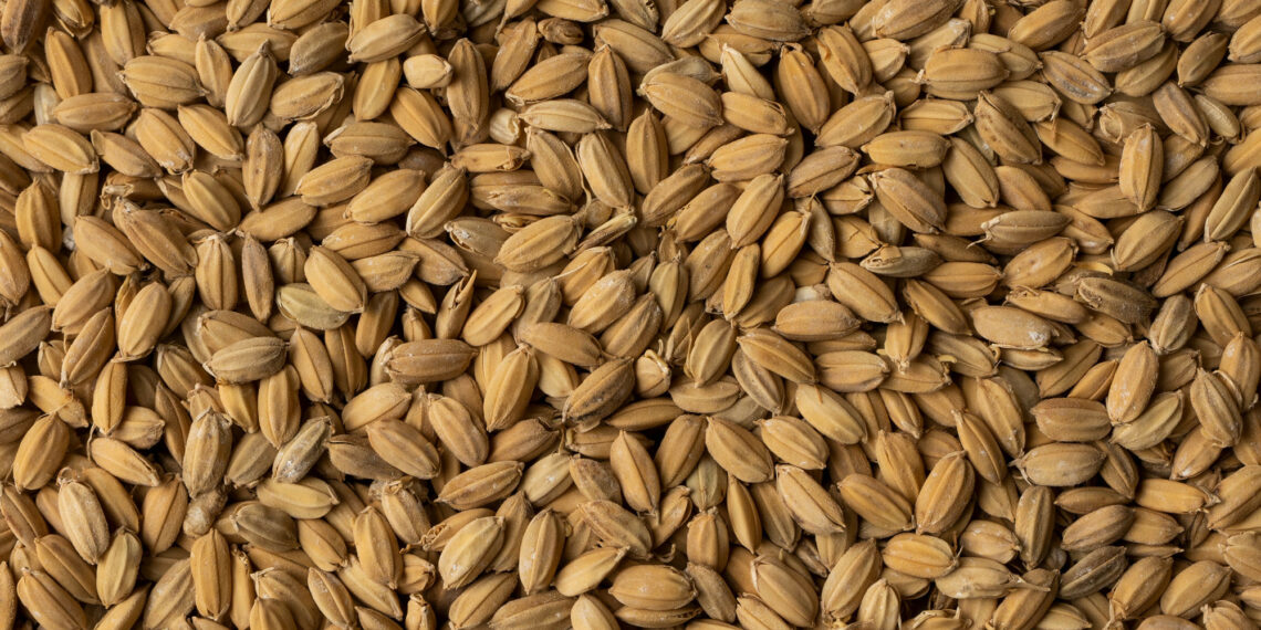 Nomen Foods distribuirá malta de arroz para la elaboración de cerveza