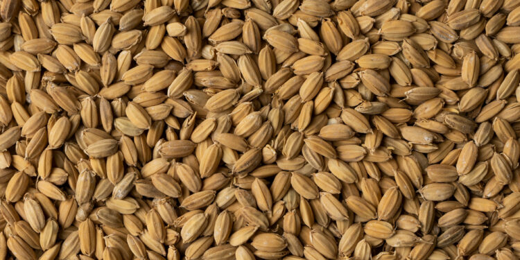 Nomen Foods distribuirá malta de arroz para la elaboración de cerveza