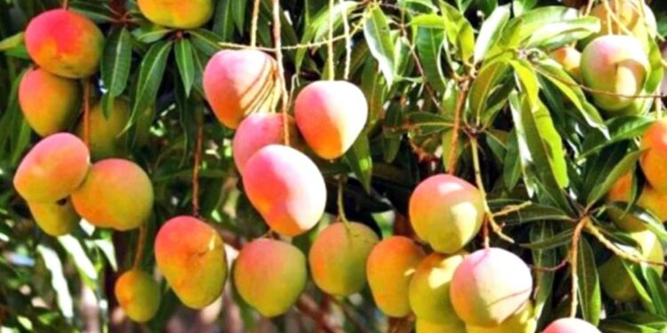 Preparan Ruta del Mango para turistas en Ahome