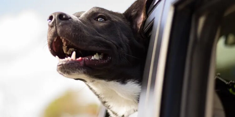 Viajar en coche con perros