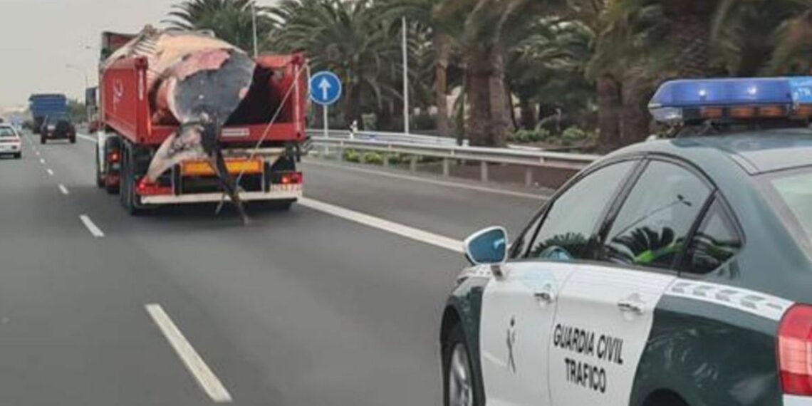 Una ballena de 14 metros recorre la autovía sur de Las Palmas de Gran Canaria