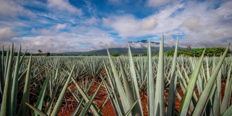 Ven al agave como opción para diversificar cultivos