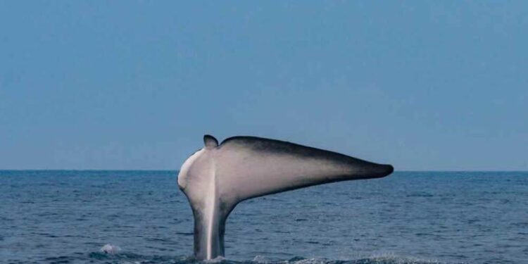 FOTO CON © WWF-France