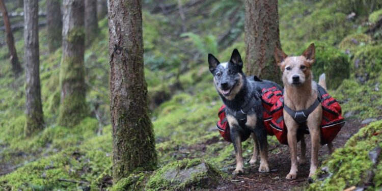 ¿Cómo ir a un hiking con tu mascota? - perros