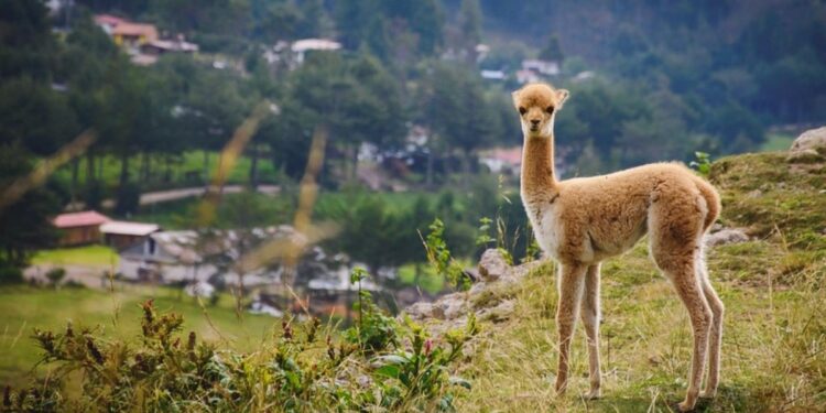 ¿Qué condiciones piden para visitar Perú?
