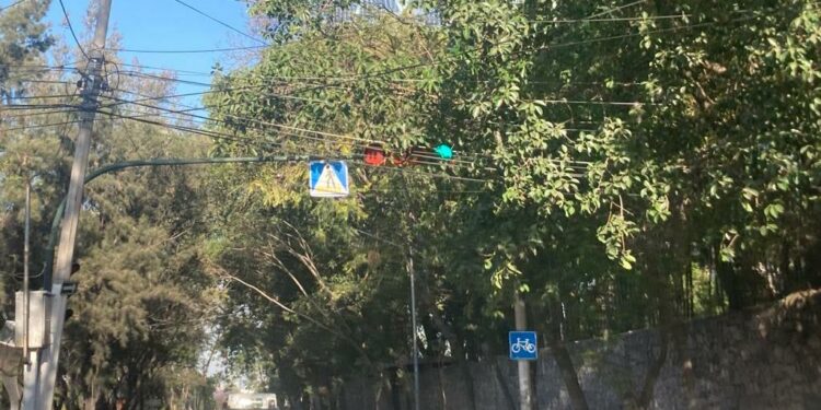 Árboles tapan la visibilidad de semáforos en varios cruceros de la ciudad