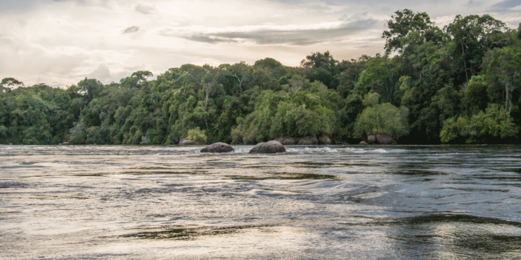 Cabify anunció que donará 1% de sus viajes a siembra de árboles en el Río Vaupés