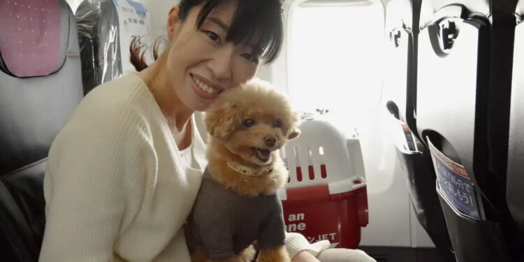 Perro viajando en un avión
