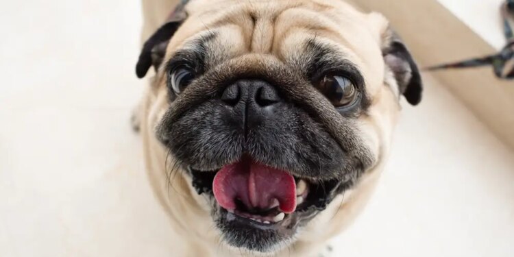 Los carlinos son perros braquicéfalos.