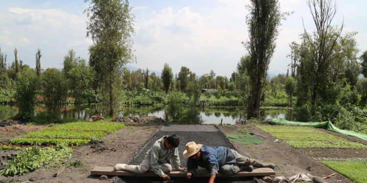 Arca Tierra, proyecto reconocido por Lincoln México