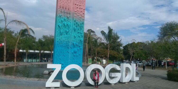 Anuncia el Zoológico Guadalajara el nacimiento de dos Jirafas