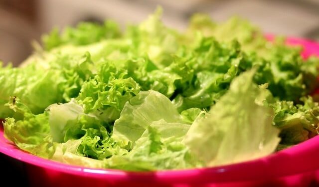 lechuga