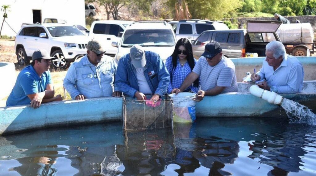 Con siembra de alevines, le apuesta a la pesca de tilapia en presa ‘El Salto’