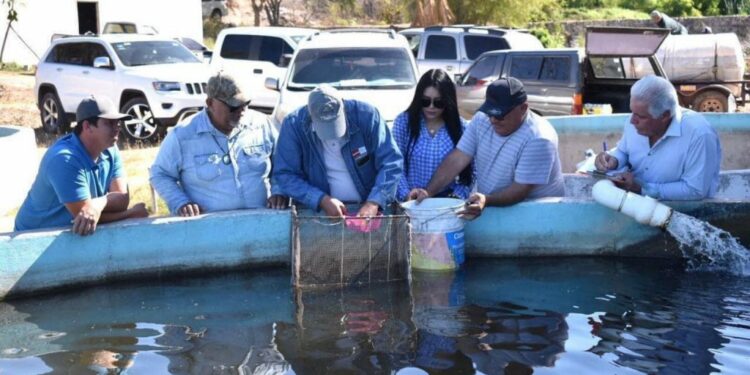 Con siembra de alevines, le apuesta a la pesca de tilapia en presa ‘El Salto’