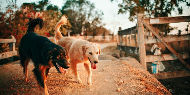 Destinos pet friendly para estas vacaciones