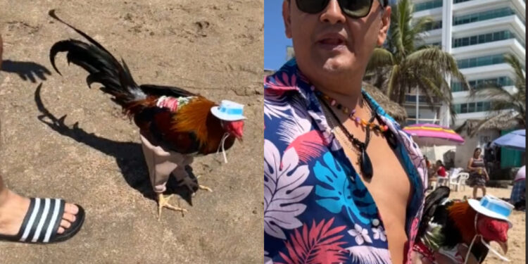 Hombre llevó de vacaciones a su gallo