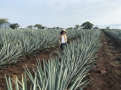 Tequila Casa Dragones presenta un nuevo programa de reciclaje