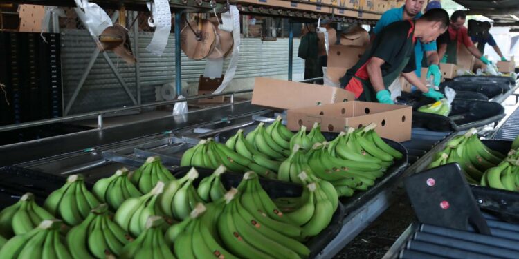 Industria bananera de Costa Rica exige mejores precios a los mercados europeos