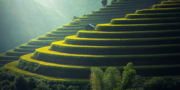 Rice Plantation