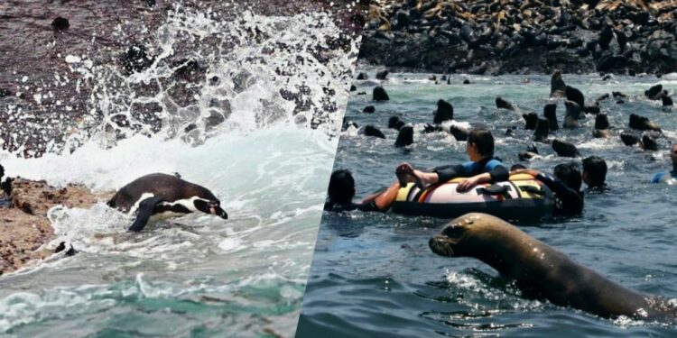 Islotes Palomino – Reserva Nacional Sistema de Islas, Islotes y Puntas Guaneras en el Callao. (Foto: Captura)