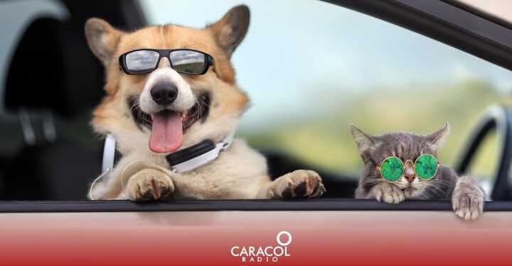 Semana Santa viajes mascotas: Semana Santa: Recomendaciones para viajar en carro con una mascota | Actualidad