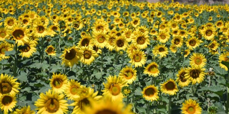 Si no has ido al campo de girasoles, tendrás una segunda oportunidad para hacerlo 