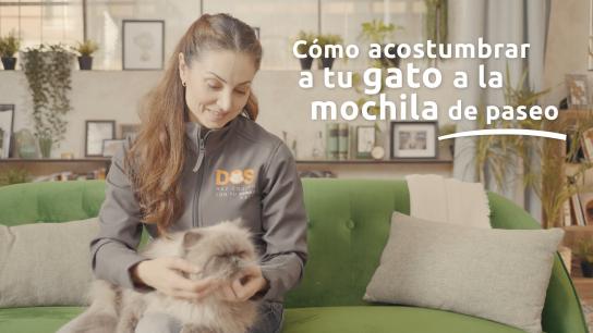¿Cómo viajar con un gato? Consejos de experta para que todos disfruten de las vacaciones