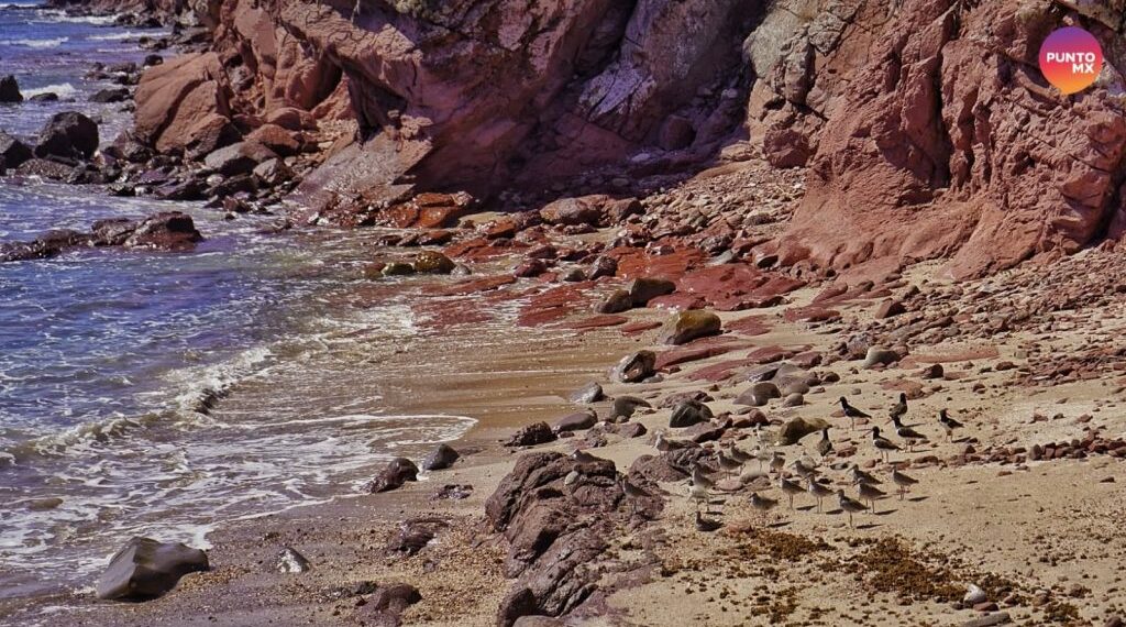 ¿Conoces realmente lo que hay en las playas de Mazatlán? Entérate aquí  