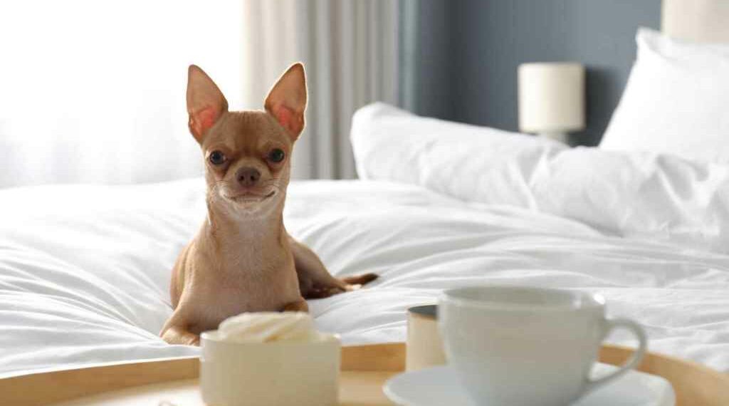 Imagen de un perro en una habitación de hotel.