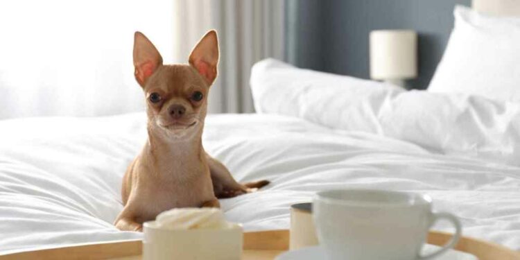 Imagen de un perro en una habitación de hotel.