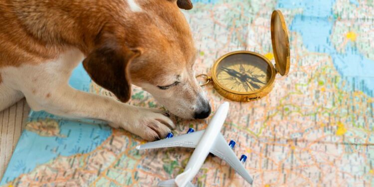 ¿Qué tan bueno es que tu ‘lomito’ viaje en avión? – El Financiero