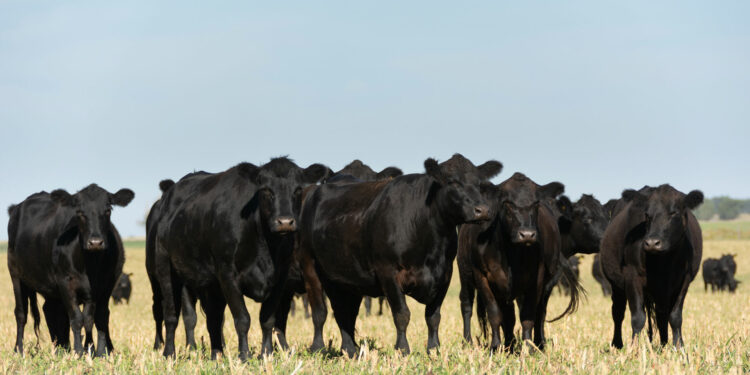 Las vacas de la pampa, imprescindibles para el asado argentino