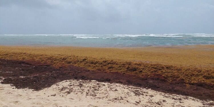 El sargazo podría arruinar tus vacaciones. Estos son los meses que afecta