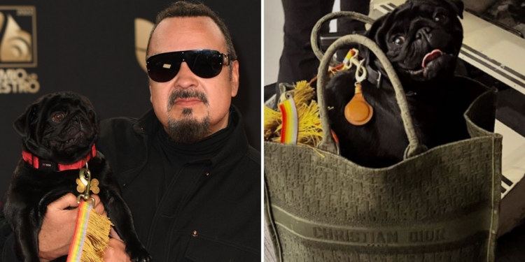 Pepe Aguilar mostró en Instagram que su perro 'Gordo' viaja con ellos en avión | Famosos