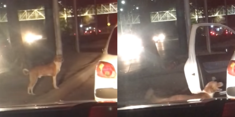 Perrito es adoptado por un conductor en el Edomex