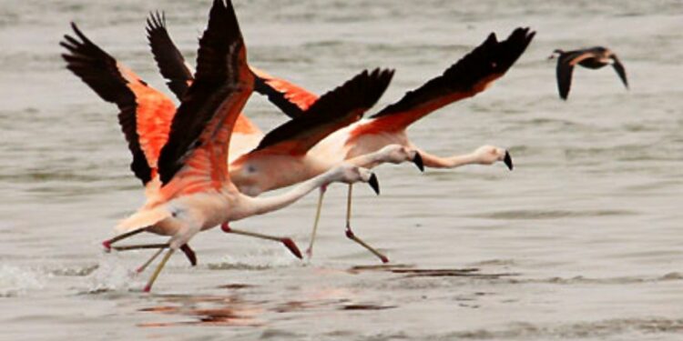 Qué son las aves migratorias, cuántas hay en Perú y cuál es su importancia. (Foto: Andina)