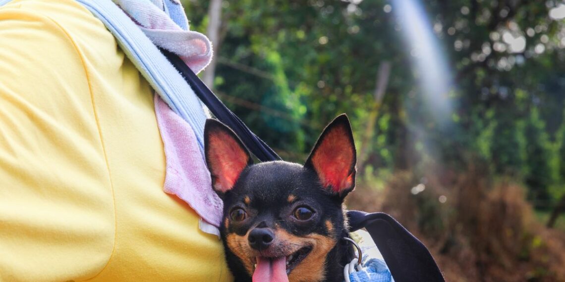 Viajes: ¿cómo viajar con mi perro en avión, bus o auto y qué llevar en la maleta? | equipaje | Turismo